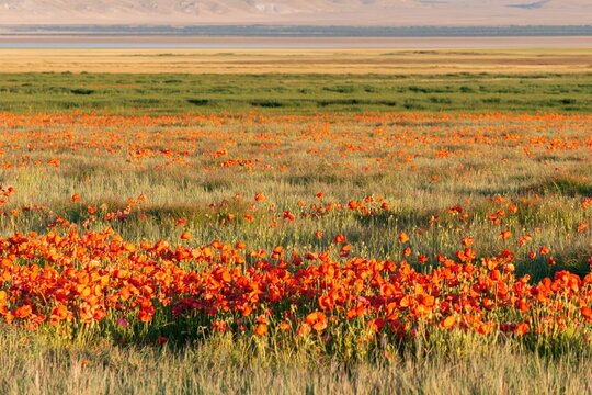 Vast Field of Red Poppies in Bloom