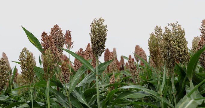 Jowar grain sorghum crop farm in growth at field	