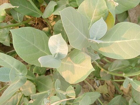 Calotropis procera green leaves photo. Close-up view of wild shrub foliage with soft texture and natural patterns. Detailed botanical photography for horticulture and agriculture.