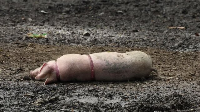 Pig Rolling and Wallowing in Mud