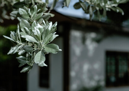 Close-up of Silver Buttonwood Foliage with Silvery Green Leaves Against a Soft Focus Architectural Building Background
