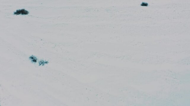 Drone flies over beautiful snowy flat landscape. Aerial view of the snowy valley in the winter.  Beautiful  winter landscape with a blue tint. Beautiful nature in the winter. Cinematic footage.