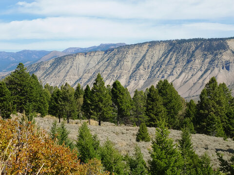 Majestic Yellowstone mountains rise behind dense pine trees. Soft clouds drift above rugged, sunlit slopes. Ferns and shrubs dot the foreground. Serene wilderness evokes calm and awe. Ideal for nature