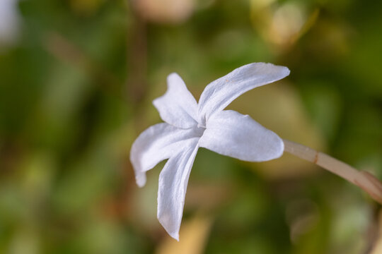Close up of blooming white jasmine flower with natural green bokeh background and copy space