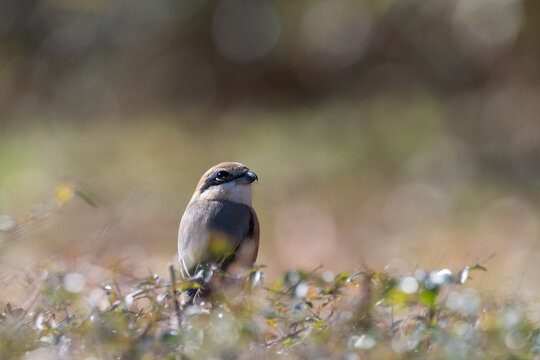 Close up of a brown shrike perched on the ground with soft light bokeh in natural outdoor background