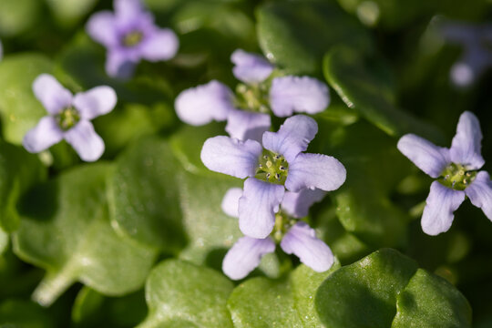 Close up of small light purple alyssum flowers blooming in soft sunlight with green leaves and copy space