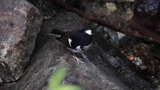 A beautiful video of Little Forktail.