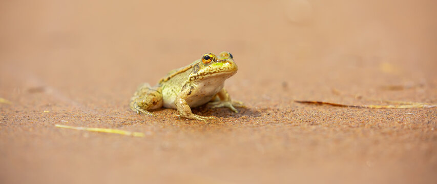 The frog sits on the sand on the shore of the lake. Beautiful wildlife landscape with place for text. The concept of protecting wildlife and ecology.