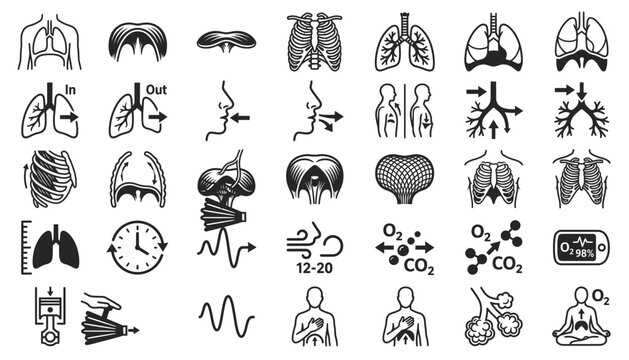 A collection of images related to the human respiratory system, lungs, ribs, diaphragm, and the processes of inhalation and exhalation.