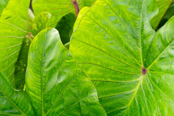 Close-up of vibrant green taro leaves (Colocasia esculenta) showcasing intricate vein patterns and natural texture, ideal for botanical, tropical nature, and abstract background designs © Amin Rois