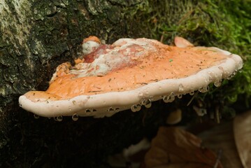 Close-up of the red-belted conk (Fomitopsis pinicola) on an old birch log in the Kaapse Bossen forest on the Utrechtse Heuvelrug