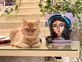 cat © Mohammed