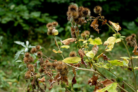 Dry burrs of the burdock plant