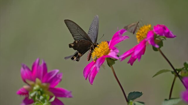ダリアの蜜を吸うアゲハ蝶