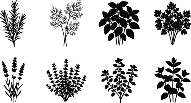 Set of culinary herb silhouettes including rosemary, dill, basil, parsley, lavender, thyme, oregano, and mint plant icons
