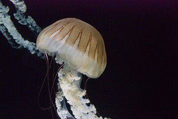 close up of the pacific sea nettle with a black background © Robin Verhoef