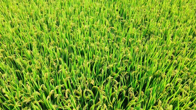 Close overhead view of dense rice plants bearing pale yellow grain, filling the frame in bright daylight and revealing a healthy crop nearing harvest.