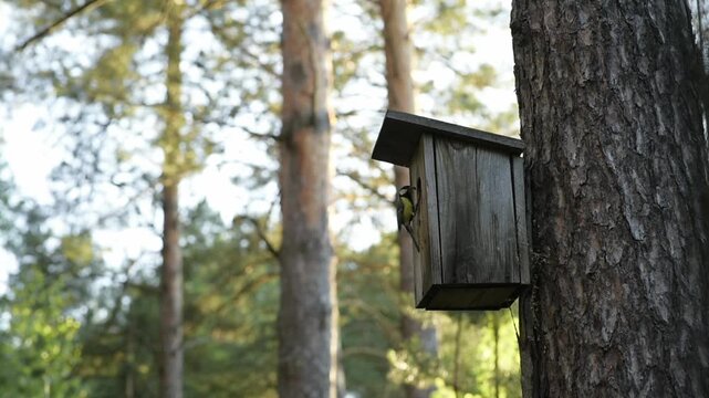 Wild songbird bringing food to its babies in a wooden nesting box, showing parental care in a sunny pine forest.