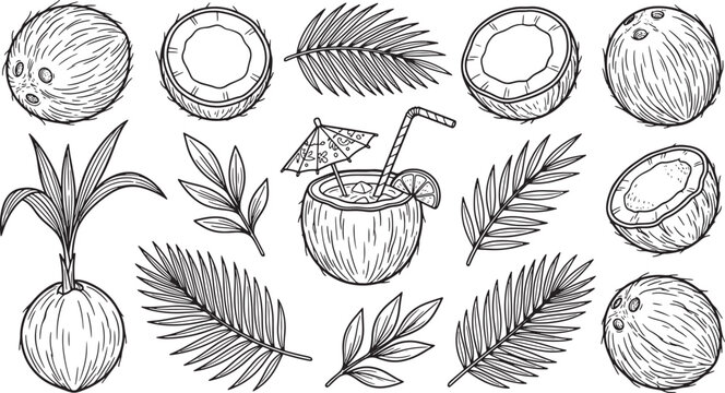 Coconut fruit and palm leaf line art set tropical plant elements collection