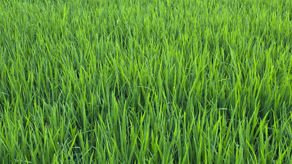 Obraz premium Vibrant green rice paddy field with fresh dew drops in a rural agricultural landscape