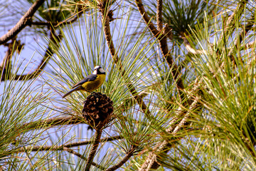 Canary Islands blue tit sitting on large pine cone © N. Junker