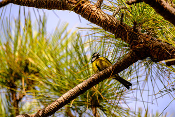 African blue tit perching on pine branch close up © N. Junker