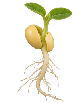 Single Germinated Soybean Seedling with Split Cotyledon Isolated on Transparent Background PNG