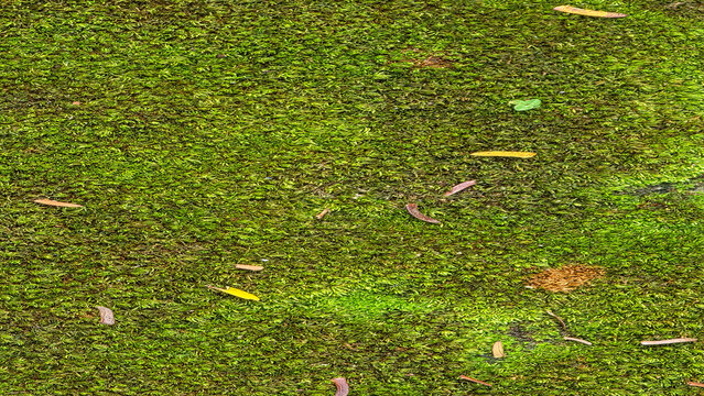 Green duckweed covering a pond surface with scattered fallen leaves in natural outdoor light