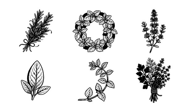 Minimal herbal botanical emblem collection with fresh leaf branches and organic ingredient vector icons