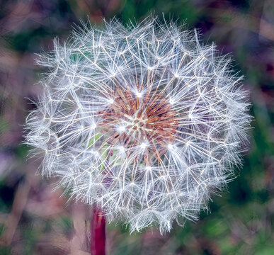Pusteblume im Herbst