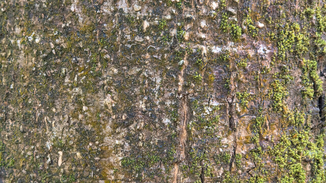 Detailed texture of rough tree bark with green moss patches in natural forest environment