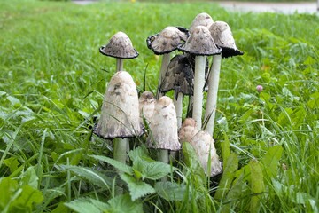 mushrooms in the grass © Sergei