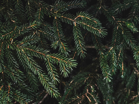 Real dark green spruce branches in a dense needle texture against deep shadows. Anchors a moody christmas banner background and holiday design with a full frame botanical pattern.