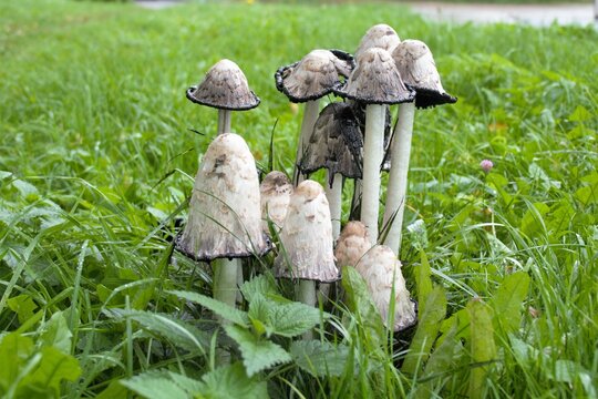 mushrooms in the grass