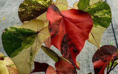 Variegated hibiscus leaves with striking red and green color variations © watcharavit