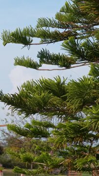 Close up of evergreen pine needles branch against clear blue sky in sunny day