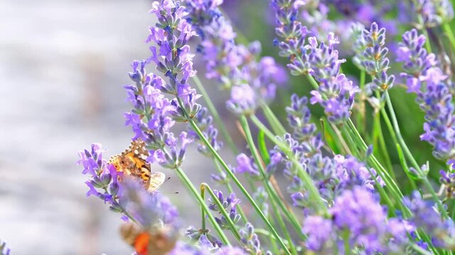 Butterflies on spring lavender flowers under sunlight. Beautiful landscape of nature with a panoramic view. Hi spring. long banner