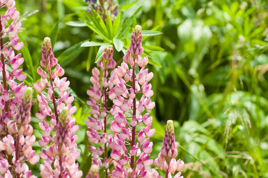green natural background, pink meadow flowers on green grass background