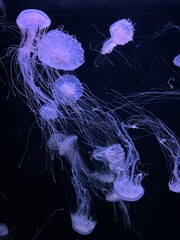 Purple jellyfish floating in dark blue underwater environment. Mysterious marine wildlife scene with bioluminescent appearance, deep ocean atmosphere, aquatic nature background, underwater life © Diana