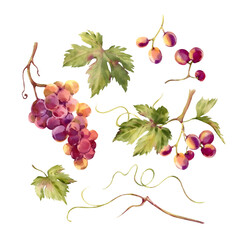 Naklejka premium Watercolor grapes illustration set. Hand painted vine leaves, bunches, branches clip art, winery design elements isolated on white background for menu, label, packaging, wedding invitation, wine
