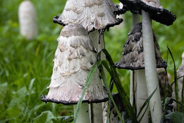 mushrooms on a tree © Sergei