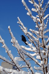 Black crow perched on snow covered tree branch under clear blue sky during sunny winter day in Ukraine. Scenic nature landscape and wildlife photography © Maryna