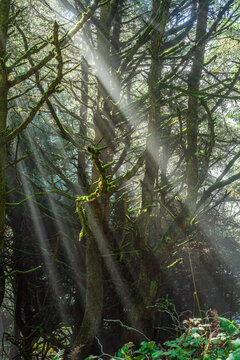 Beautiful vertical view of a mysterious misty green forest with bright sun rays through trees