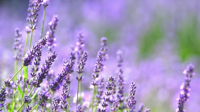 Butterflies on spring lavender flowers under sunlight. Beautiful landscape of nature with a panoramic view. Hi spring. long banner