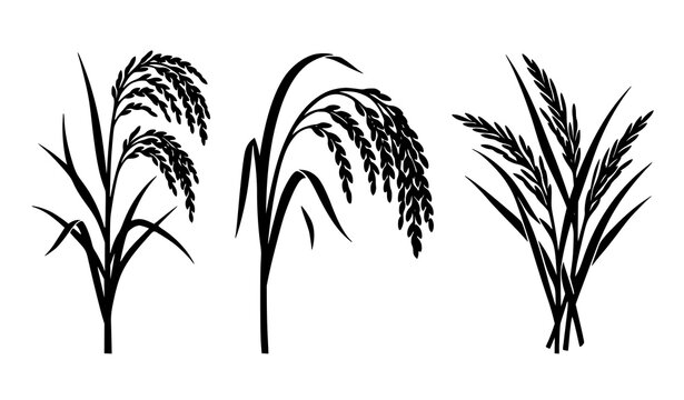 Rice plant stalks with grain clusters black silhouette agriculture vector set