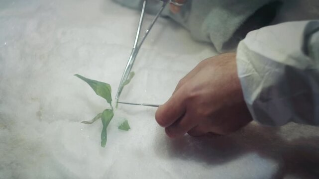Gloved hands cutting plant in snow, meticulous coldlab analysis of green seedling using forceps and probe on frostlined tray inside abandoned house, tense sterile atmosphere suggesting nuclear fallout