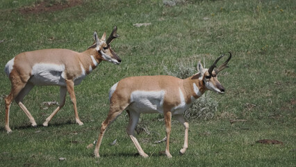 Two pronghorn antelope stride across a sunlit grassy field. Their slender bodies move with grace and alertness. Dark horns curve upward, marking their wild beauty. Soft shadows stretch beneath them © Mark