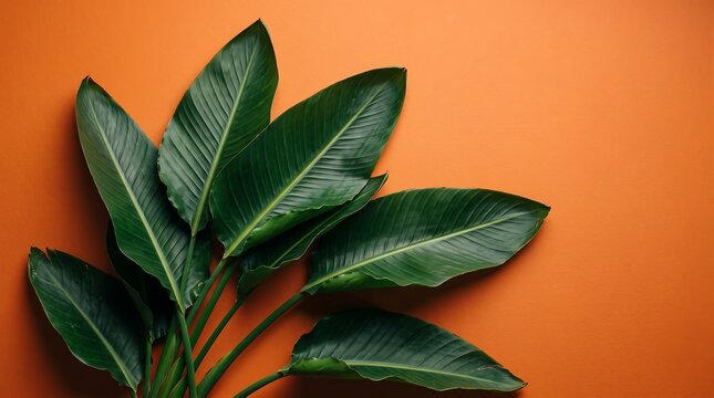 Tropical Strelitzia Nicolai Bird of Paradise Leaves on Orange Background