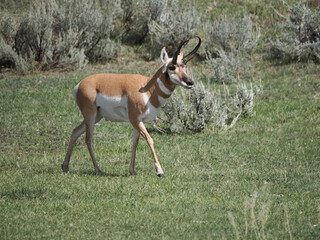 Pronghorn antelope strides through grassy meadow. Branched horns gleam in natural light. Background shrubs frame the open landscape. Animal appears alert and calm. Ideal for nature, wildlife © Mark
