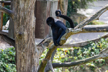 Black spider monkey perched on a tree branch in a zoo enclosure © Anja